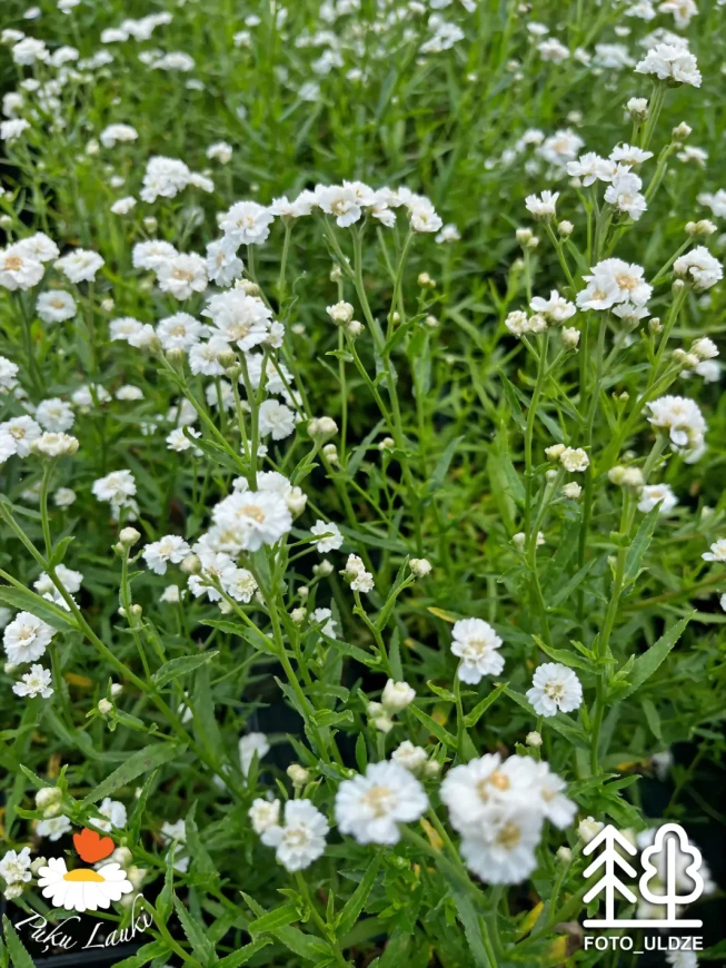 Achillea ptarmica   'Noblessa'